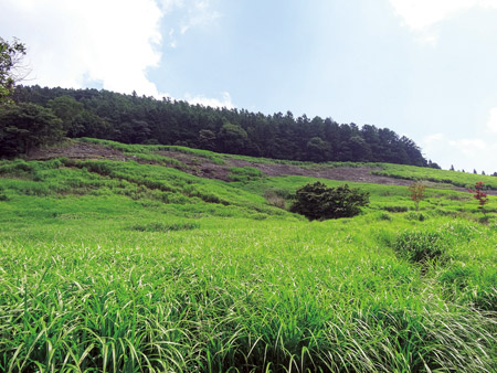 日名仓山茅场被日本文化厅指定为“乡土文化遗产森林”