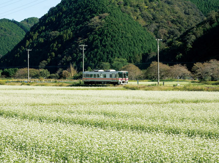 新宿に広がるソバ畑のなかを姫新線の列車が走る