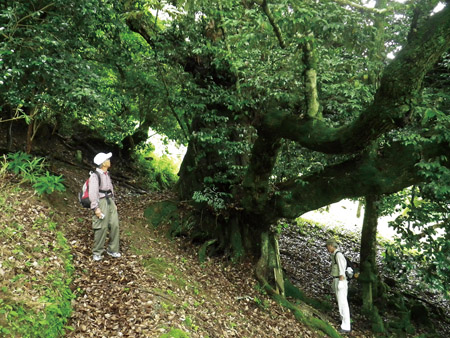 兵库县政府指定的天然纪念物――大叶栲树