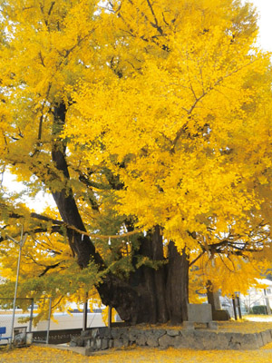 佐用町的象征、兵库县“天然纪念物”――大银杏树