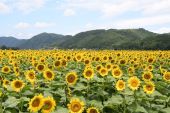 Sunflower Fields (Best 100 Rural Scenes)