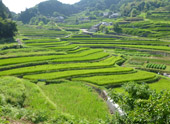 Japan’s 100 Best Rice Terraces, Otsu-Okidani Rice Terraces