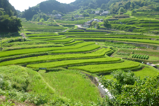  Japan’s 100 Best Rice Terraces, Otsu-Okidani Rice Terraces
